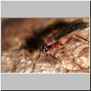 Perithous cf scurra - Schlupfwespe 13a 14mm.jpg